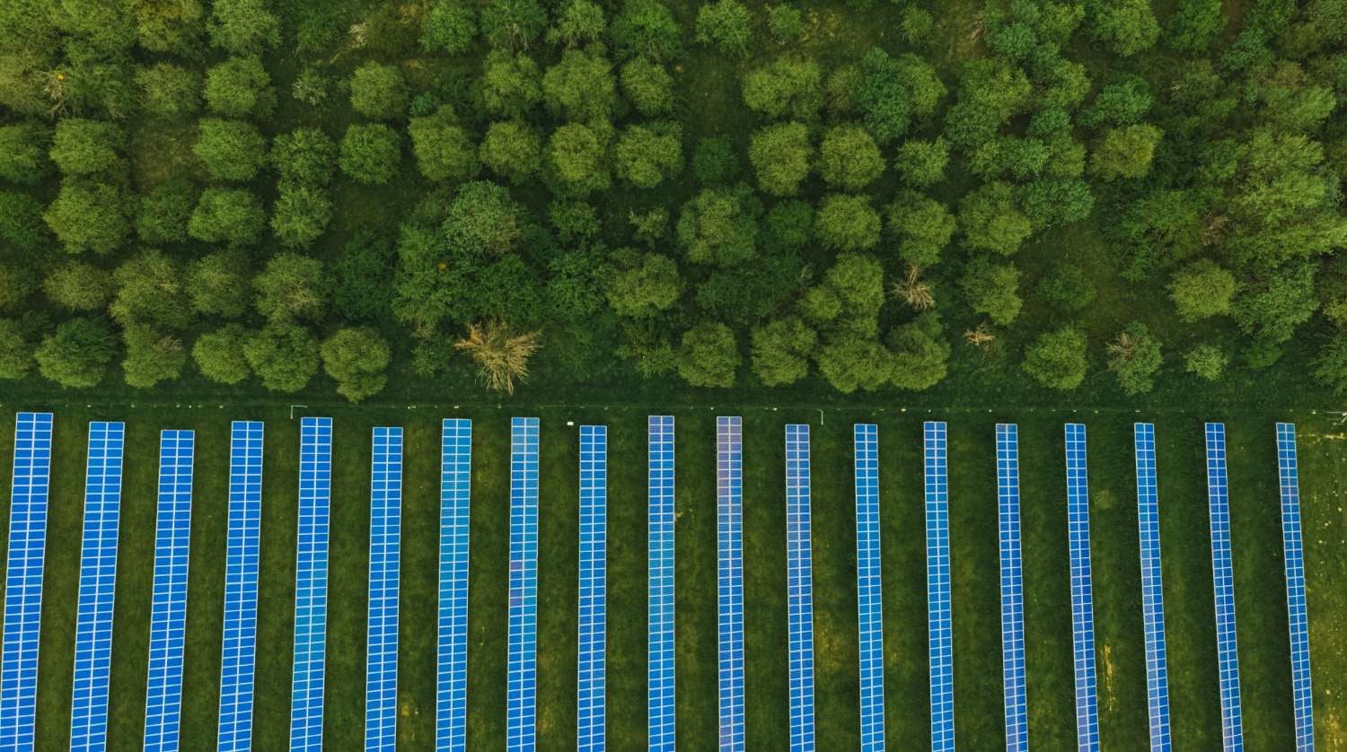 Overhead view of trees and solar panel farm