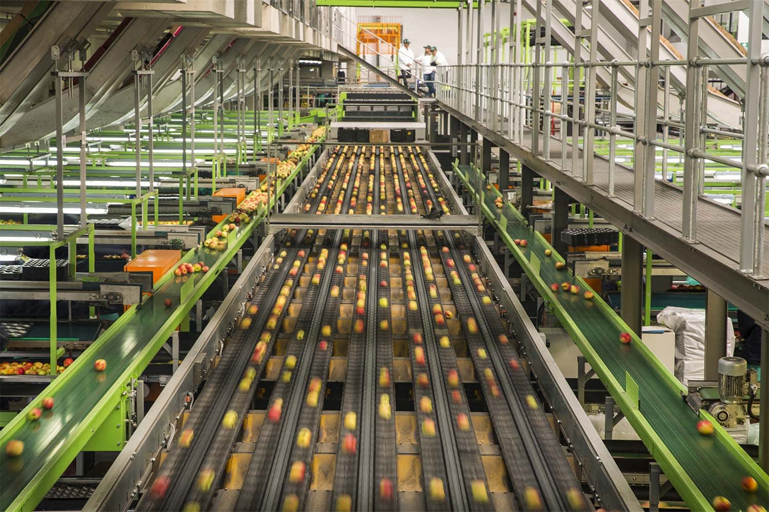 Conveyor belt with apples in a produce factory