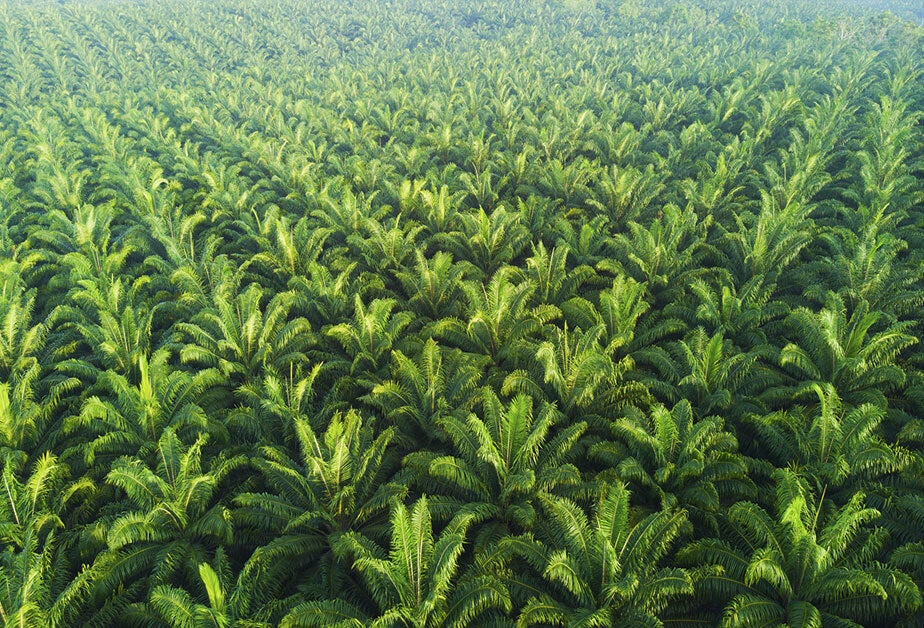Overhead view of a palm tree forest
