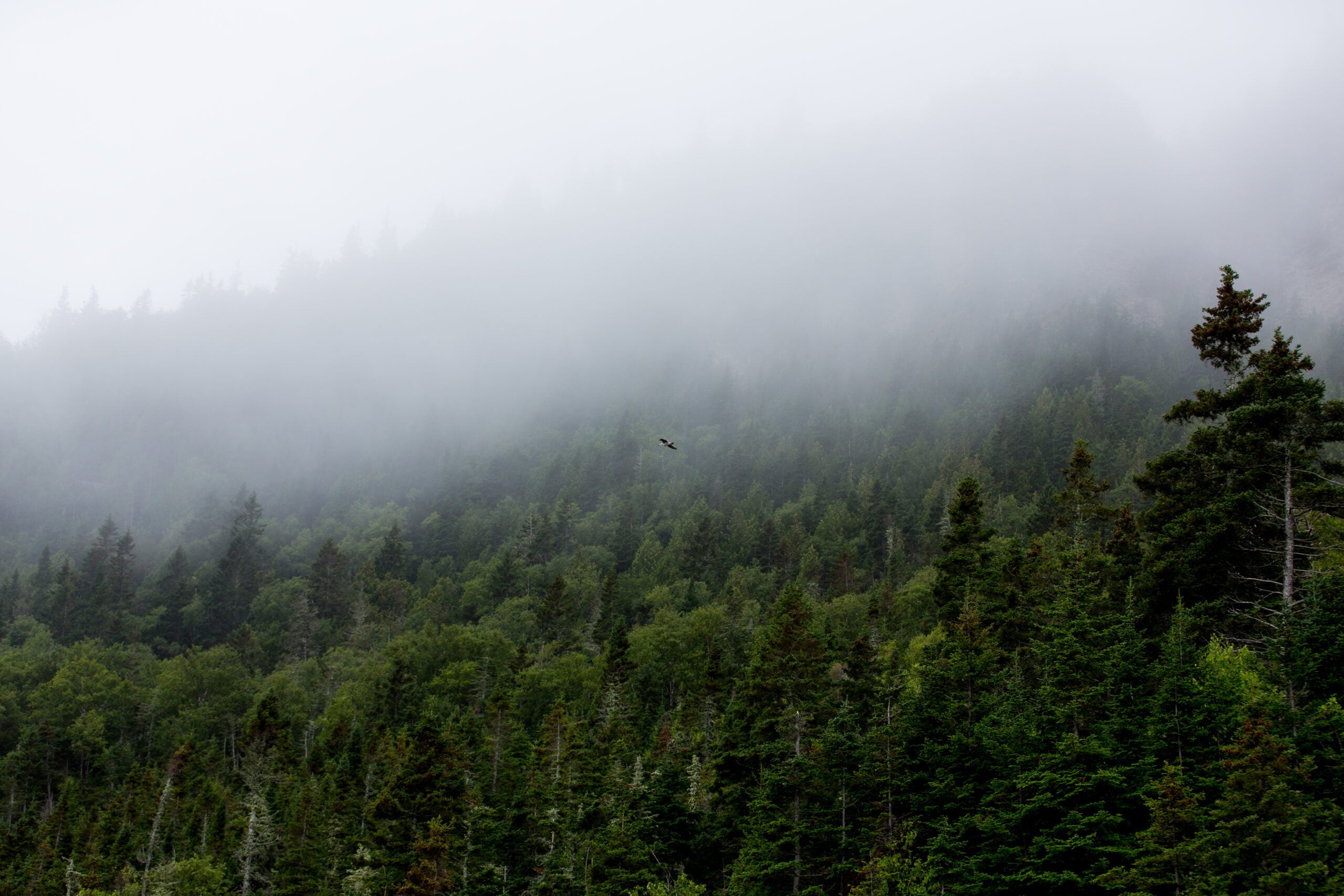 A forest protected by the EU Deforestation Regulation as part of responsible sourcing