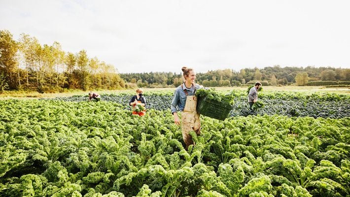 Workers harvesting on a farm, representing sustainable agriculture and supply chain sustainability practices.